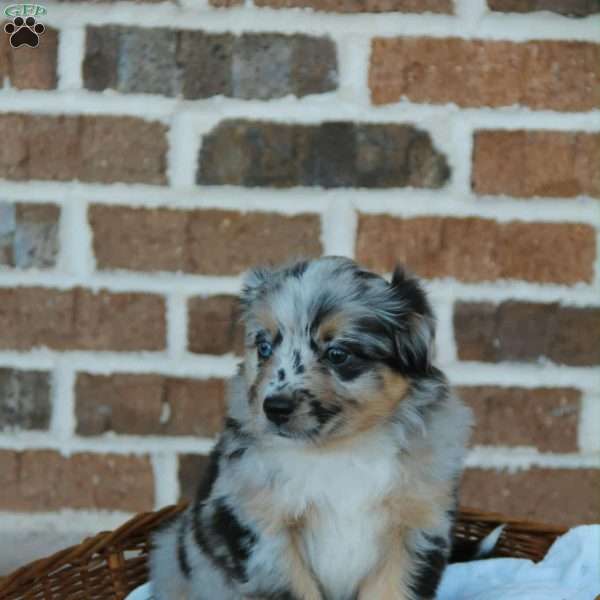 Bethany, Miniature Australian Shepherd Puppy